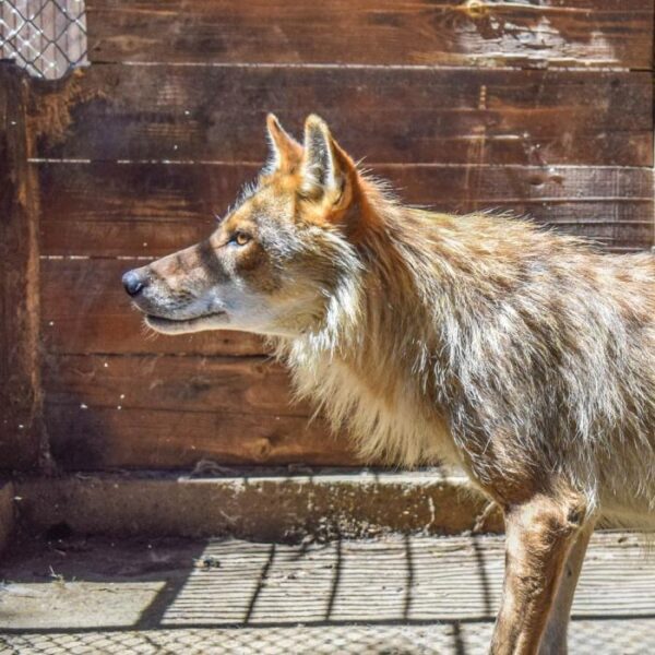 Житель Астрахани два года держал в квартире волка