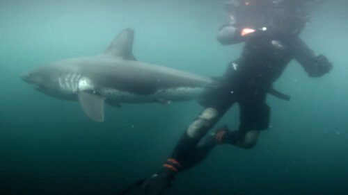 Двухметровая акула напала на подводного охотника в Приморье