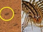 На поверхности Марса обнаружили ползущего насекомого