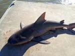 В Австралии двухметровая акула запрыгнула в лодку с детьми