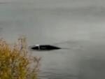 В Шотландии в озере наблюдали загадочное существо