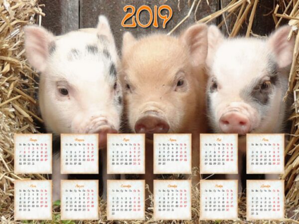 Календарь на 2019 год Свиньи: оригинальные календари на Новый 2019 год с изображением покровительницы года – Желтой Земляной Свиньи