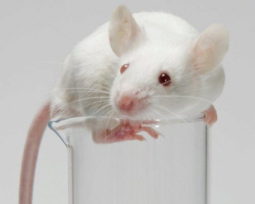 Учёные успешно избавились от популярного «детского» рака у мышей