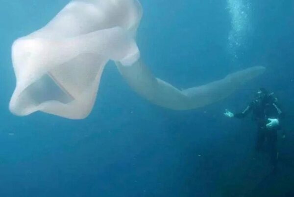 В новейшей Зеландии сняли подводное восьмиметровое чудовище