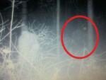 В США фотоловушка случайно засняла в лесу бигфута