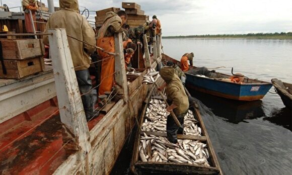 Власти Ямала создают оптовый центр для хранения рыбы