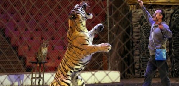 Кабмин хочет запретить выступления диких животных в цирках