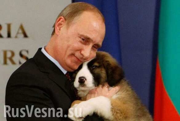 Путин подписал закон о гуманном обращении с животными