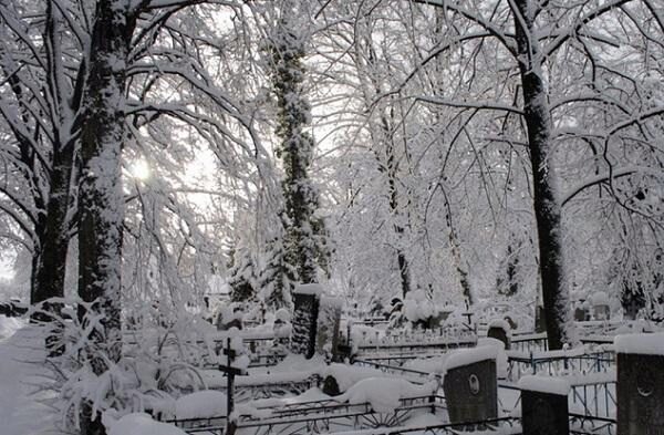 Российские чиновники спилили памятную ель на городском кладбище для празднования Нового года
