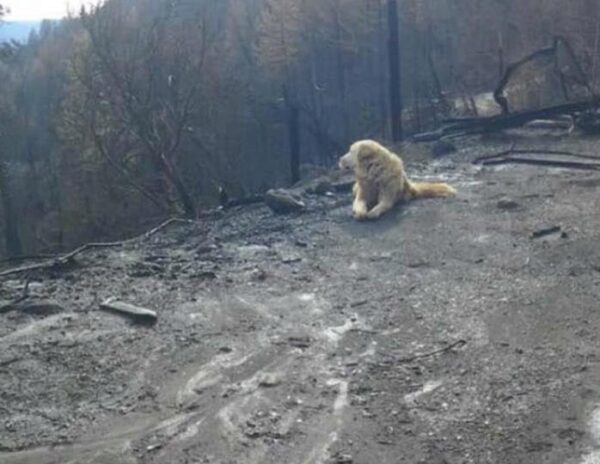 Собачка в Калифорнии практически месяц ожидала хозяев у сгоревшего дома