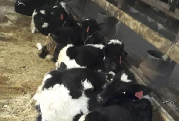 У свердловского фермера арестовали 127 коров за долг в 11 млн.