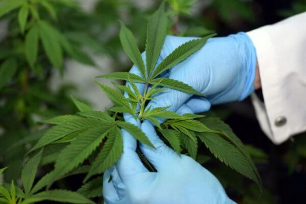 Ученые научились лечить наркозависимость от марихуаны