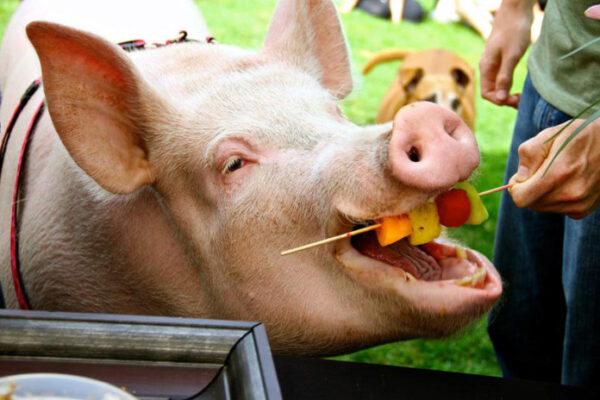 В Сочи свиньи станут главными утилизаторами мусора