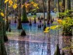 Жители Вирджинии наткнулись на удивительное радужное болото