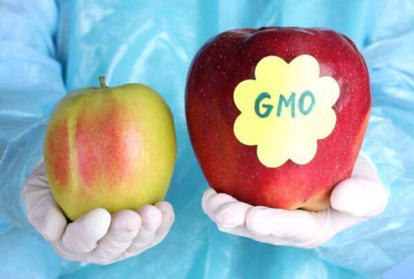 Фрагменты ДНК из ГМО-продуктов задерживаются в клетках человек – ученые