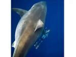 Гавайский дайвер сделал снимки самой большой белой акулы рядом с человеком