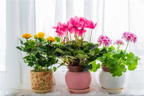 Как комнатные цветы влияют на энергетику дома: списки растений, притягивающих счастье, удачу и деньги