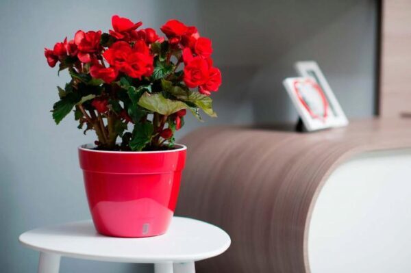 Какие комнатные цветы нельзя держать дома: они опасны и оказывают негативное энергетическое влияние