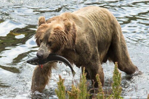 Камчатский медведь Жрун продолжает бодрствовать