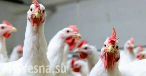 «Куриное» ДТП на Украине: птицы из перевернувшейся фуры вырвались на свободу (ФОТО)