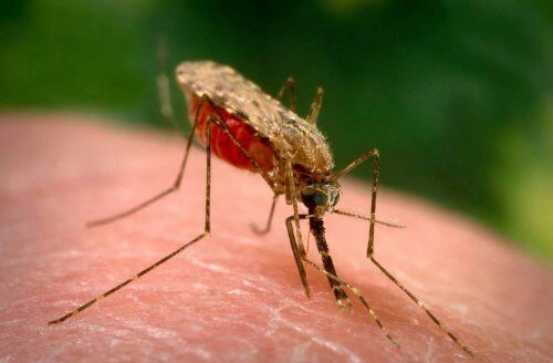 Малярия может быть ликвидирована в ближайшие годы – учёные