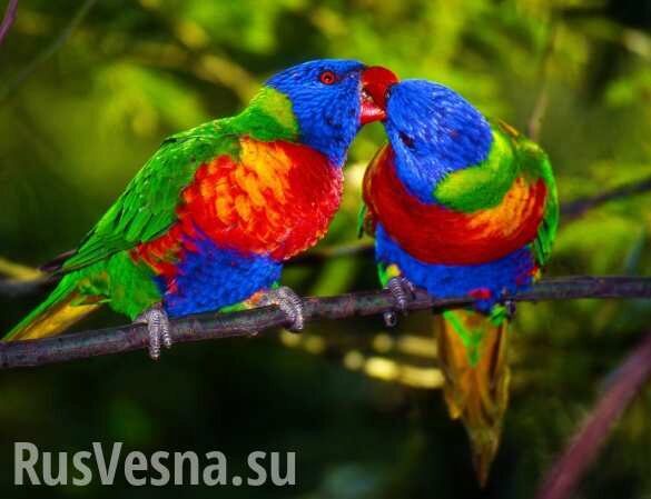 На Украине повесили кормушки для птиц-геев (ФОТО)