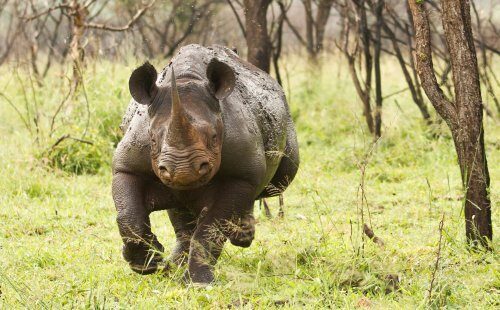 Носорог накинулся на толпу людей в Индии: видео
