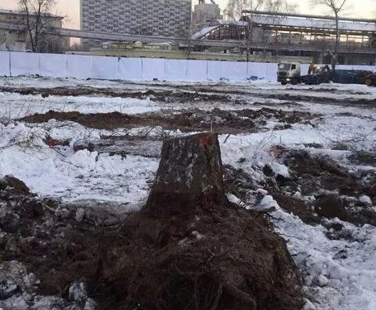 Полиция не стала возбуждать уголовное дело после уничтожения Белорусского сквера у ВДНХ. Прокуратура проводит проверку