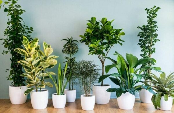 Пять самых неприхотливых комнатных растений