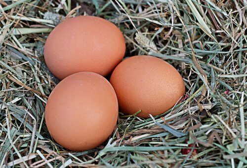 Ученые оценили пользу яиц для здоровья мужчин