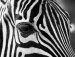 Ученые выяснили, зачем зебрам нужны черно-белые полосы