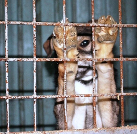 УФАС приостановило заключение контракта на отлов бездомных животных в Челябинске