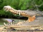 В Индонезии крокодил заживо съел женщину-ученого