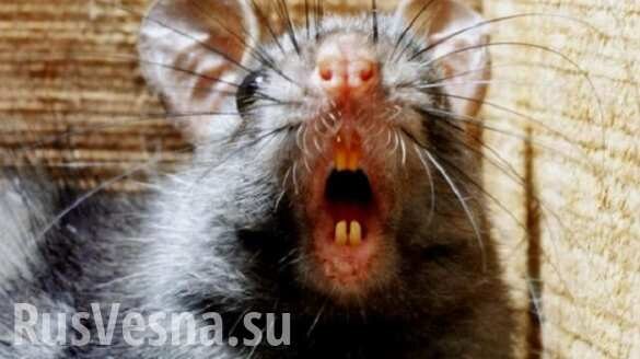 В МИД Украины завелись крысы