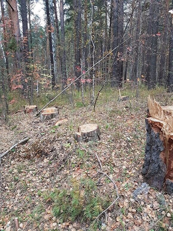 В Екатеринбурге в парке Победы идет массовая вырубка деревьев
