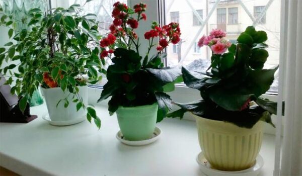 Восемь комнатных растений, цветущих в январе и феврале, как правильно ухаживать
