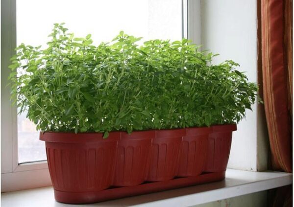 Выращивание зелени на подоконнике в январе, 7 вариантов зимних витаминных трав