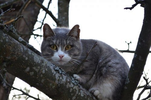 Жителя Приднестровья строго предупредили за неподобающее обращение с котом