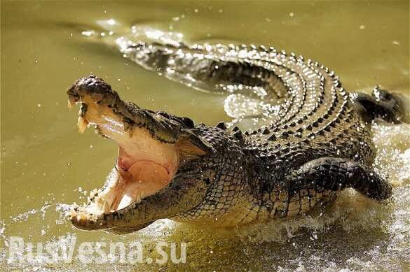 Жуткая смерть: крокодил съел учёного во время кормления (ФОТО)