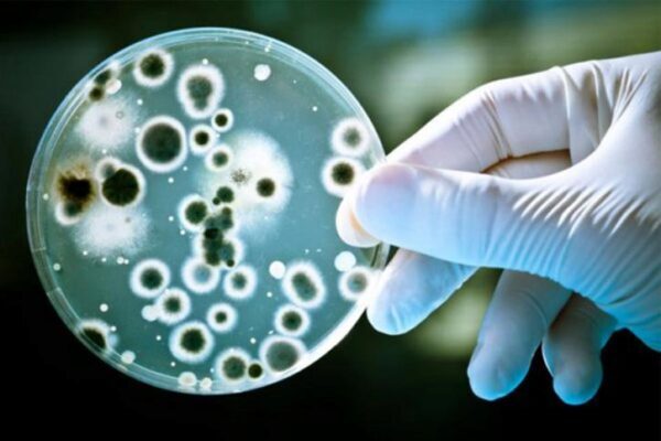Антибиотики окажутся бессильными: бактерии становятся «не убиваемыми»