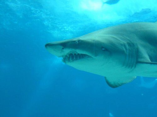 Биологи изучают геном большой белой акулы для борьбы с раком