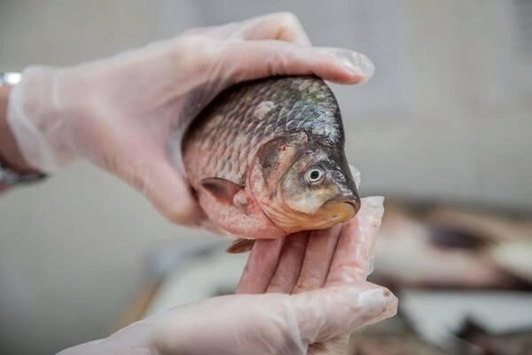 Гипермаркет в Ростове извинился перед покупателем за рыбу с червями