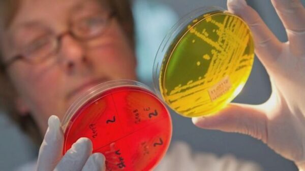 Микрофлора кишечника человека пополнилась новыми микробами