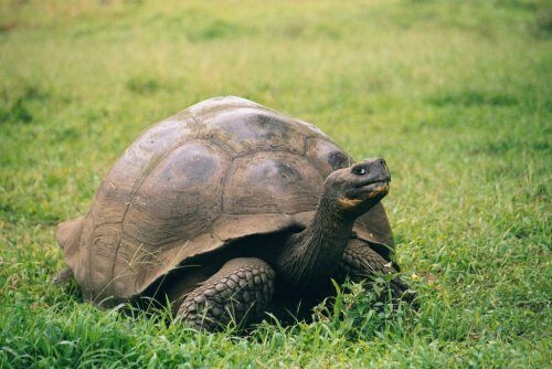 На Галапагосах нашли гигантскую черепаху, считавшуюся вымершей