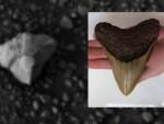 На поверхности Марса обнаружили зуб мегалодона