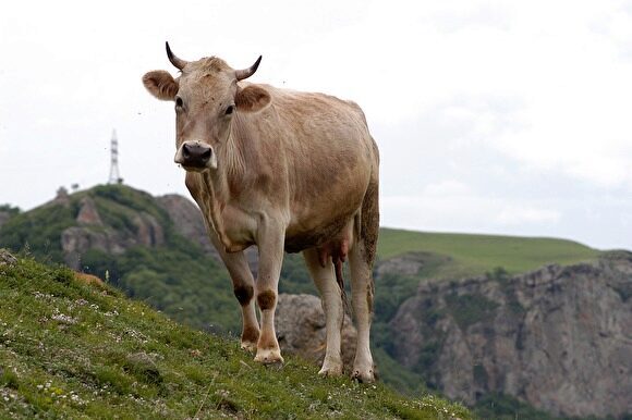«Новая»: на Кубани несколько месяцев на реализацию идет мясо и молоко зараженных коров