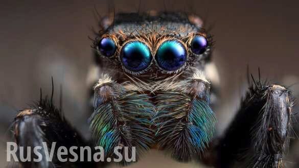 Обнаружены пауки возрастом 110 млн лет со светящимися глазами (ФОТО)