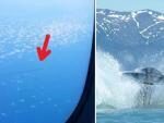 Пассажиры самолета заметили НПО в Японском море