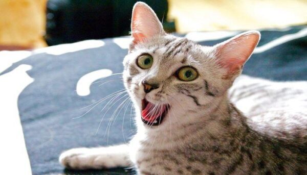 Рейтинг пяти самых красивых пород кошек в мире, фото