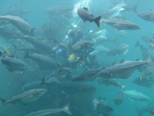 Рыбаки Камчатки в 2019 году добудут более 300 тыс. тонн лосося